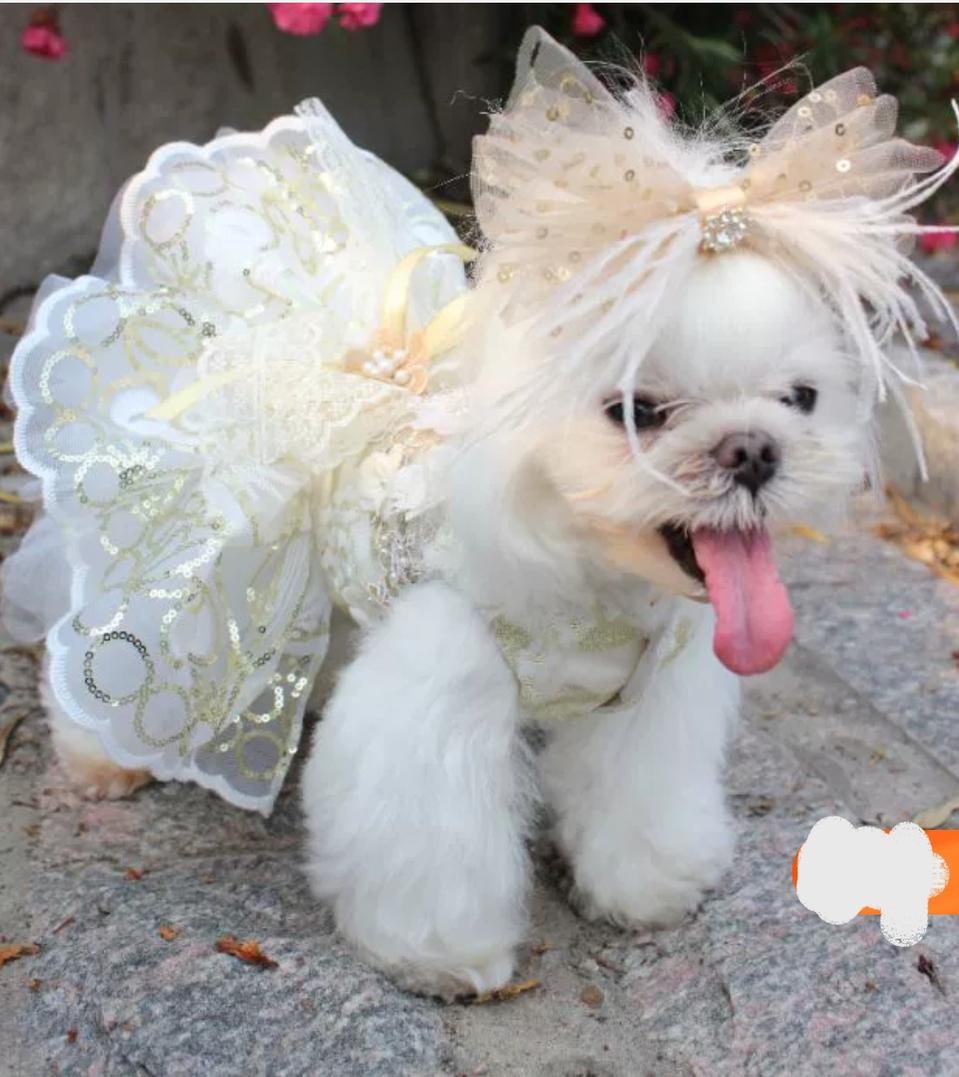 무배)강아지/고양이 공주옷 생일 파티 드레스