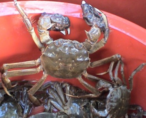 임진각(토종)지금 계절만 잠시 맛볼수 있는 귀한 참게 입니다