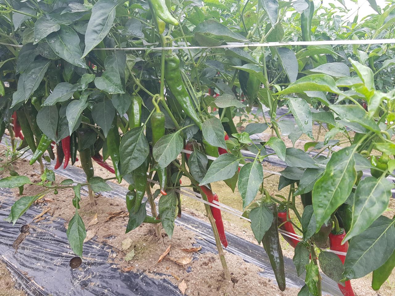 2021년 여주 햇고추가루 판매해요