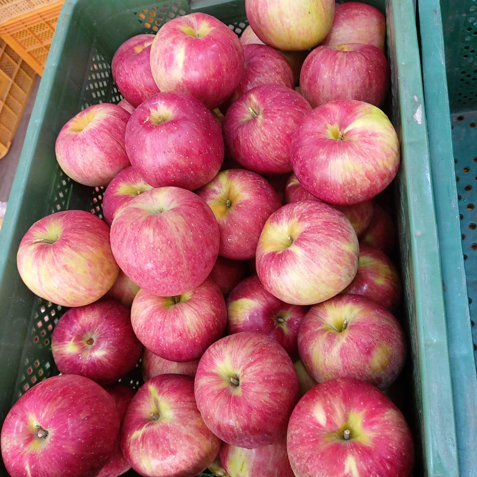시나노스위트 정품사과 10키로씩 판매합니다