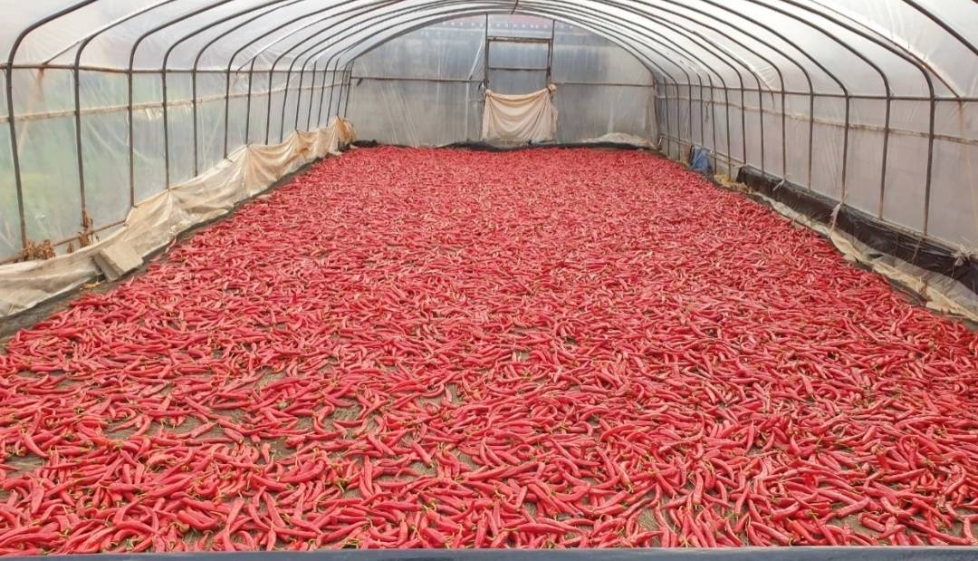 고추가루(태양초)