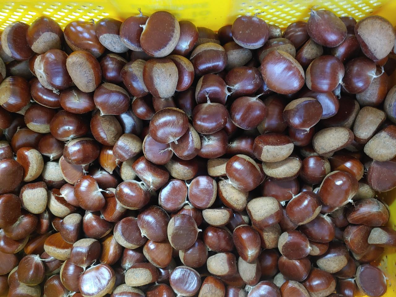 이평 중 사이즈 2kg