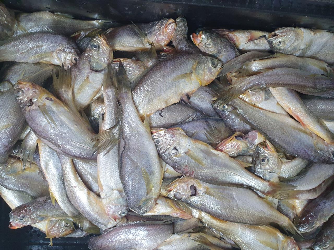 참조기(파조기)