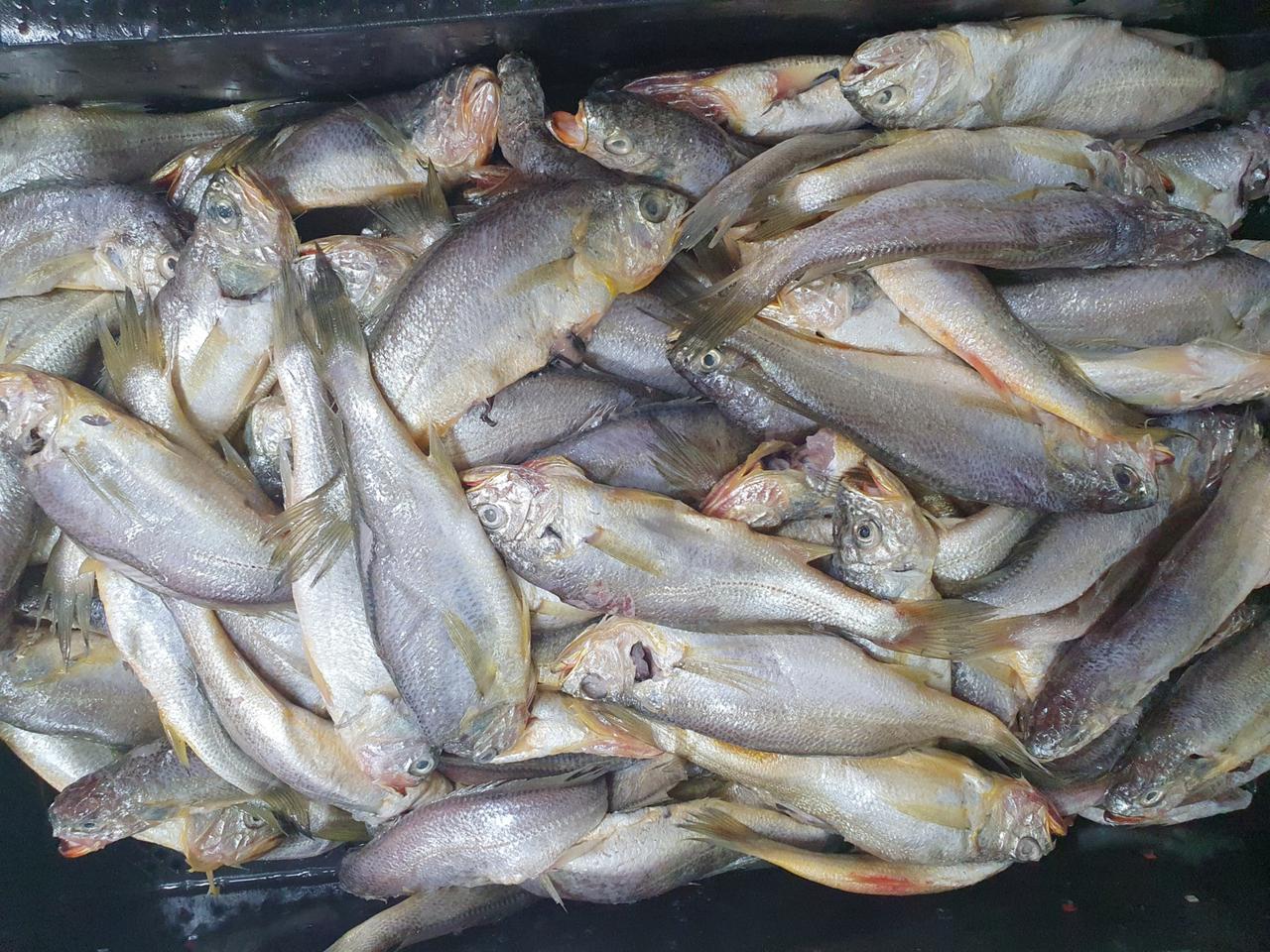 참조기(목포파조기)