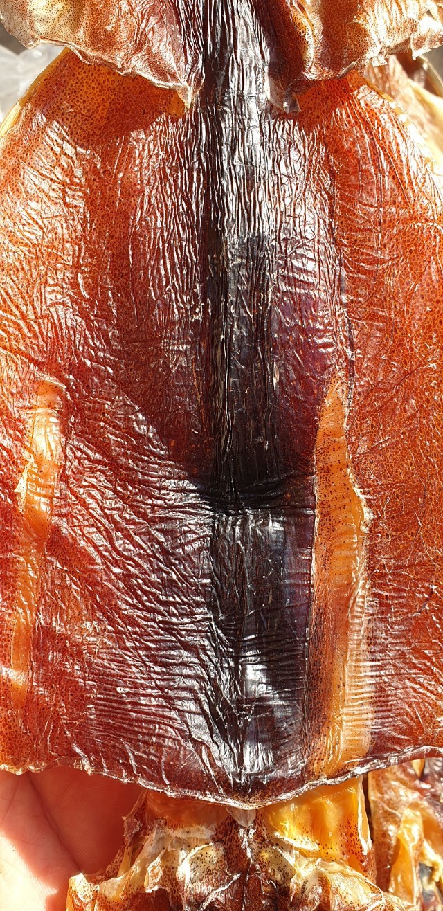 배오징어 건오징어 황제 명품 배오징어