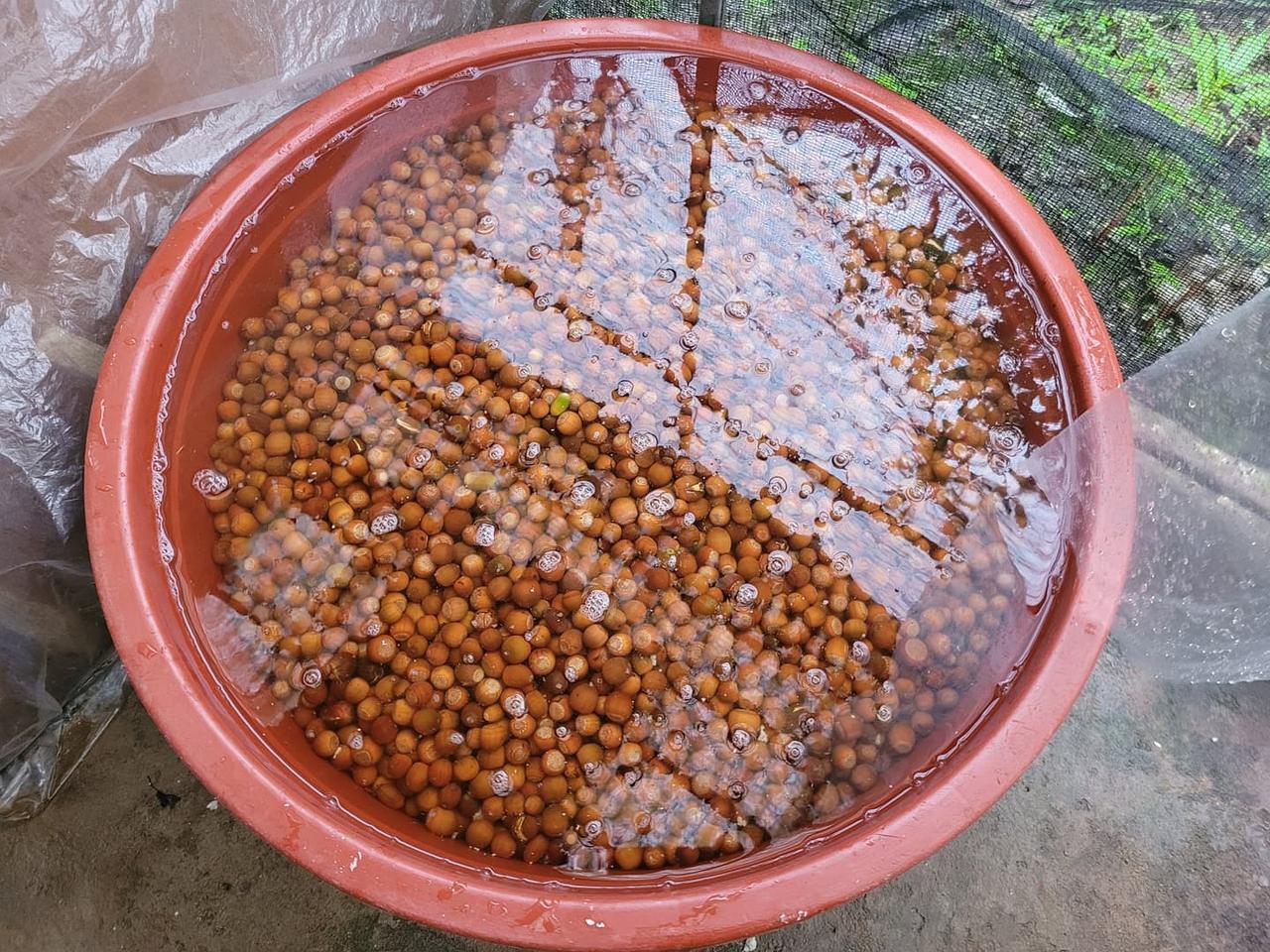 2022 가을 도토리 가루 녹말 가루