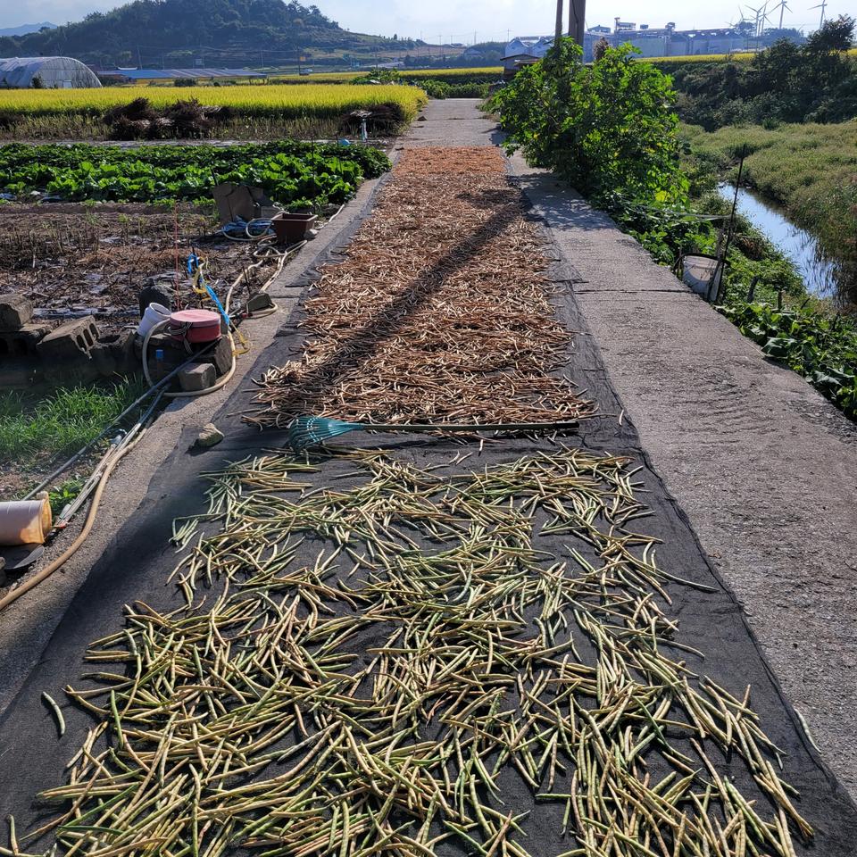 ※ 어머니께서 직접 재배하신 (동부콩)판매합니다