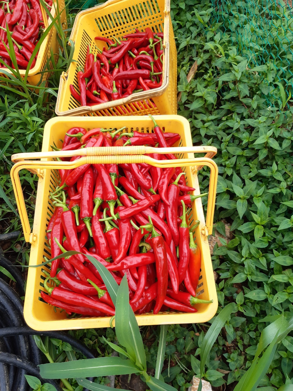 오리지날 태양초 고춧가루 판매합니다.