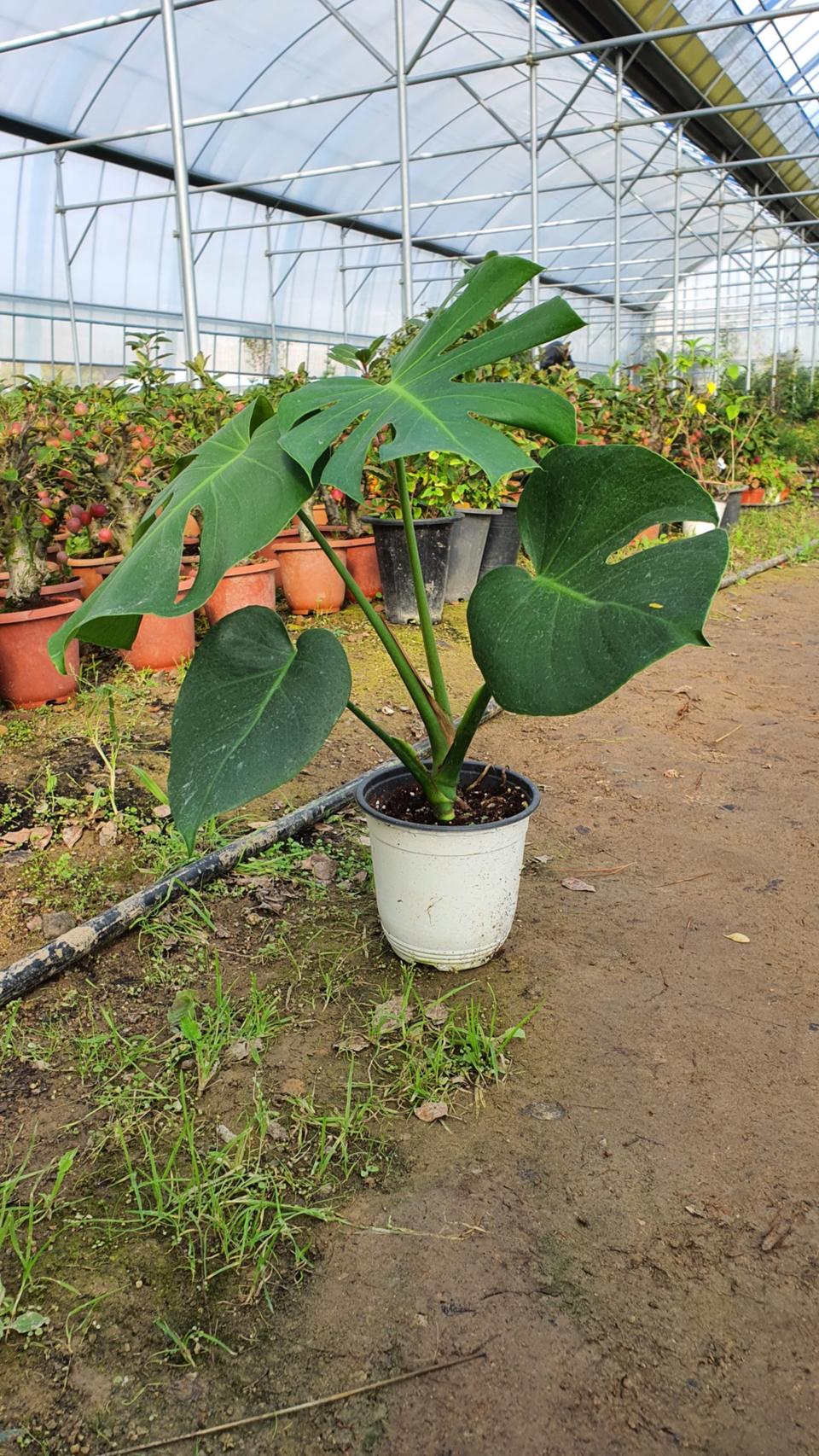 실내 공기정화식물 몬스테라 화분