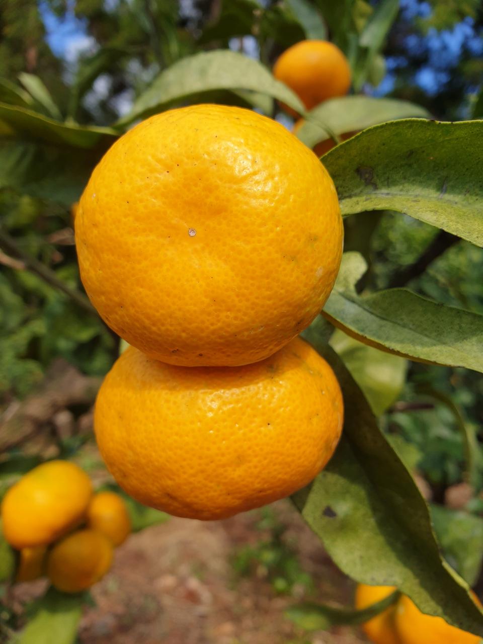 택배 완판하는 극조생귤