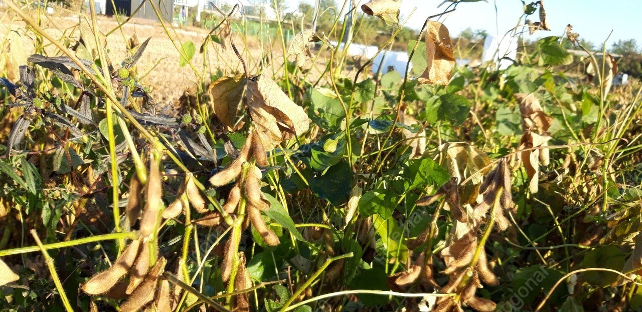 유기농 무농약 검은 서리태 콩