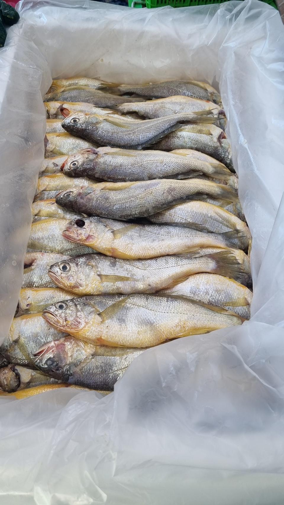 파조기 판매합니다.