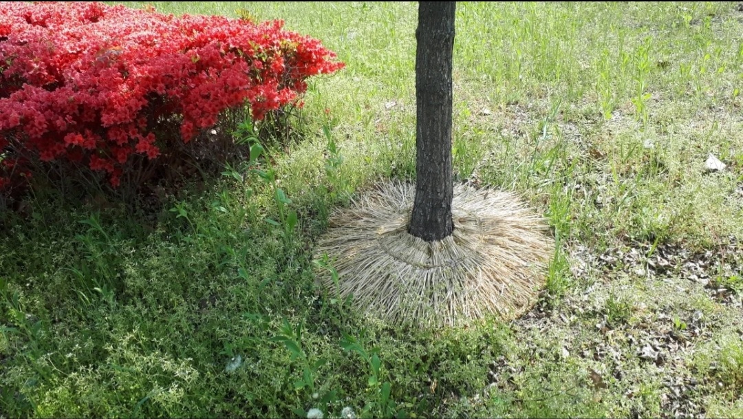 잡초방지 수목보호판 제초효과 나무보호 나무도리