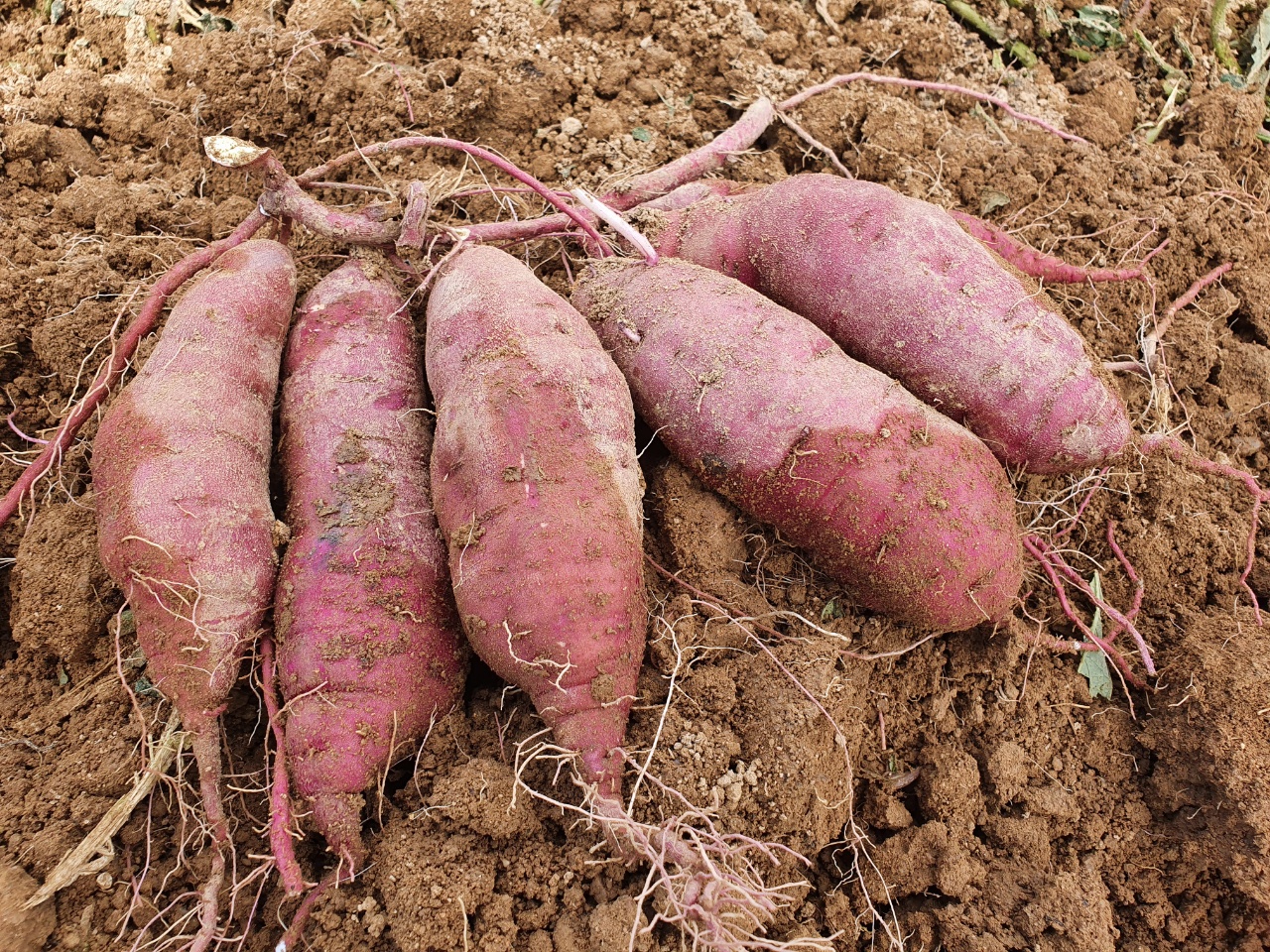 꿀고구마(해남황토)특가판매(중사이즈)