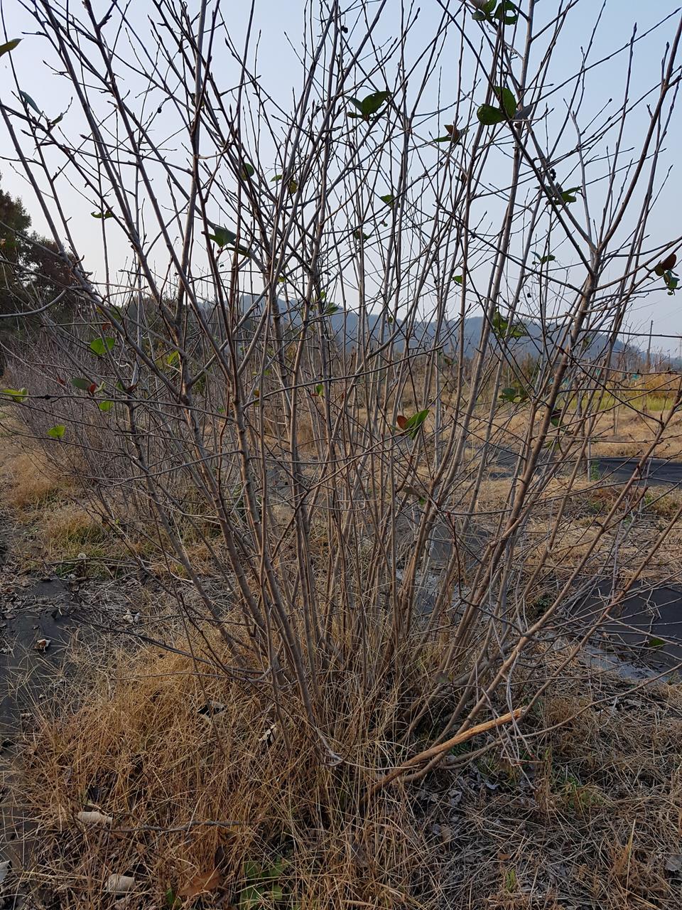 아로니아, 왕보리수, 슈퍼복분자, 사과대추 나무