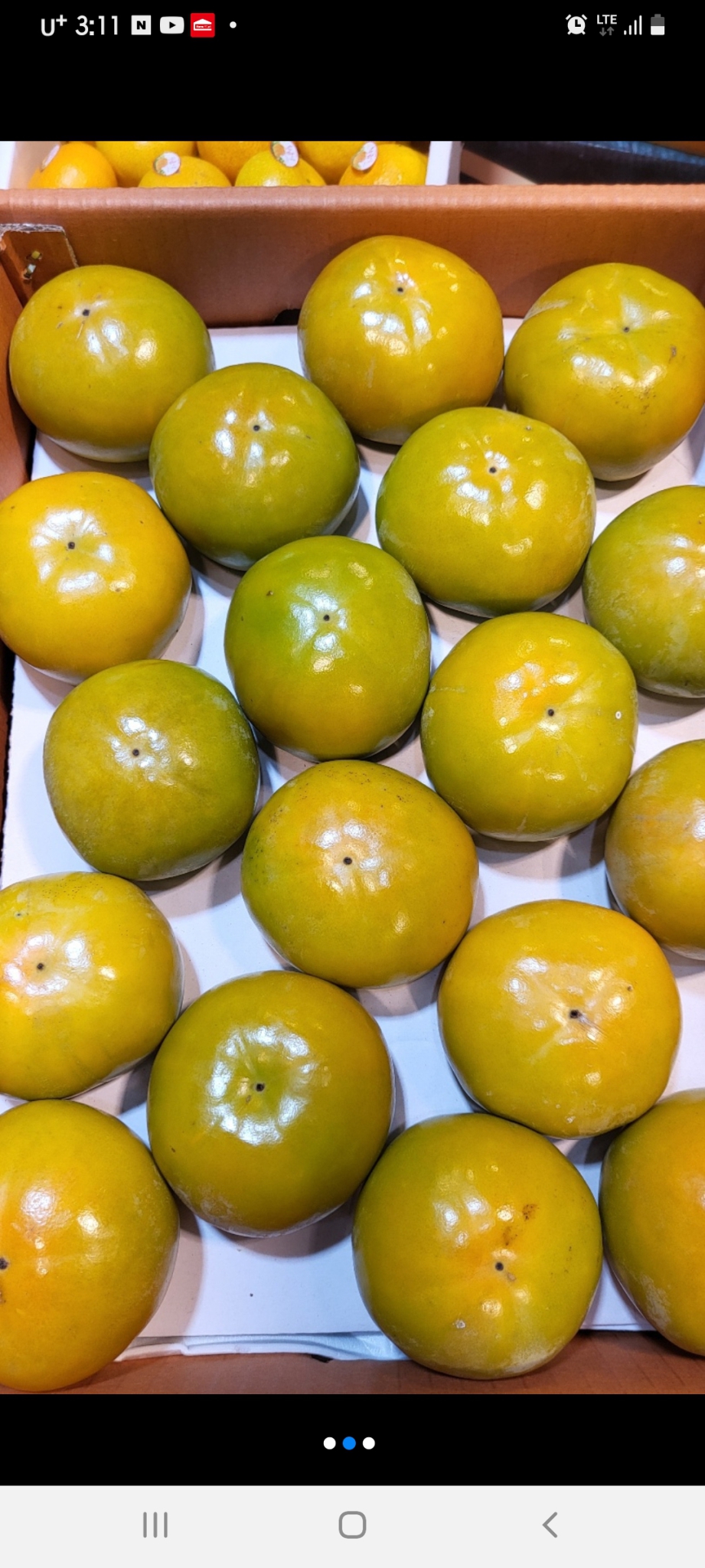 진영 단감10키로 대과