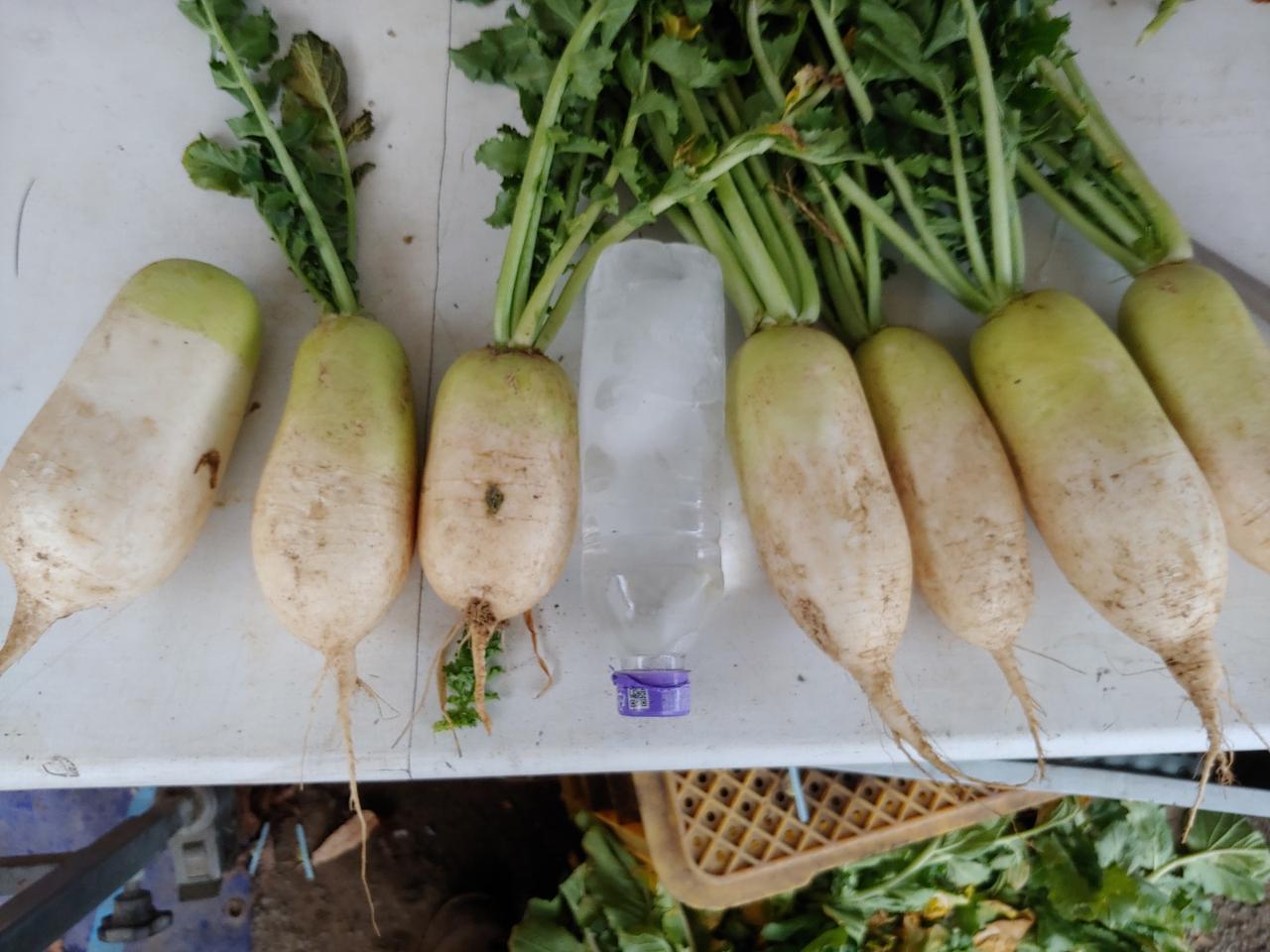 동치미용 무우10kg