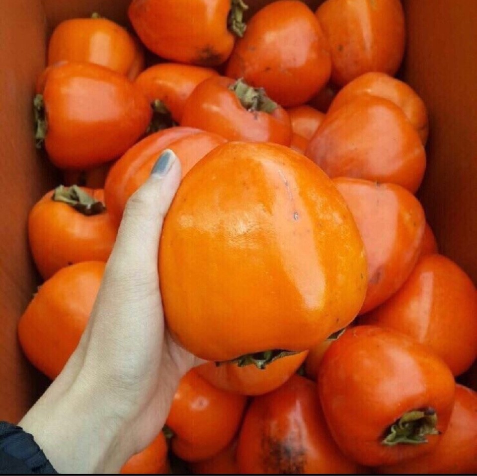 한정판매!!ㅡ완료시마감