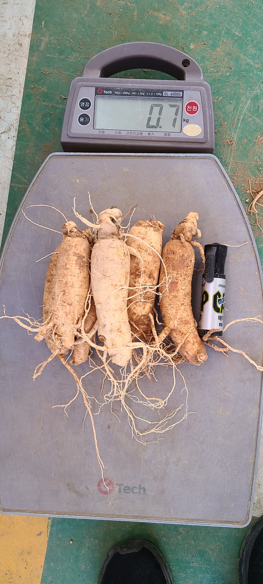 인삼(동가리)6년근