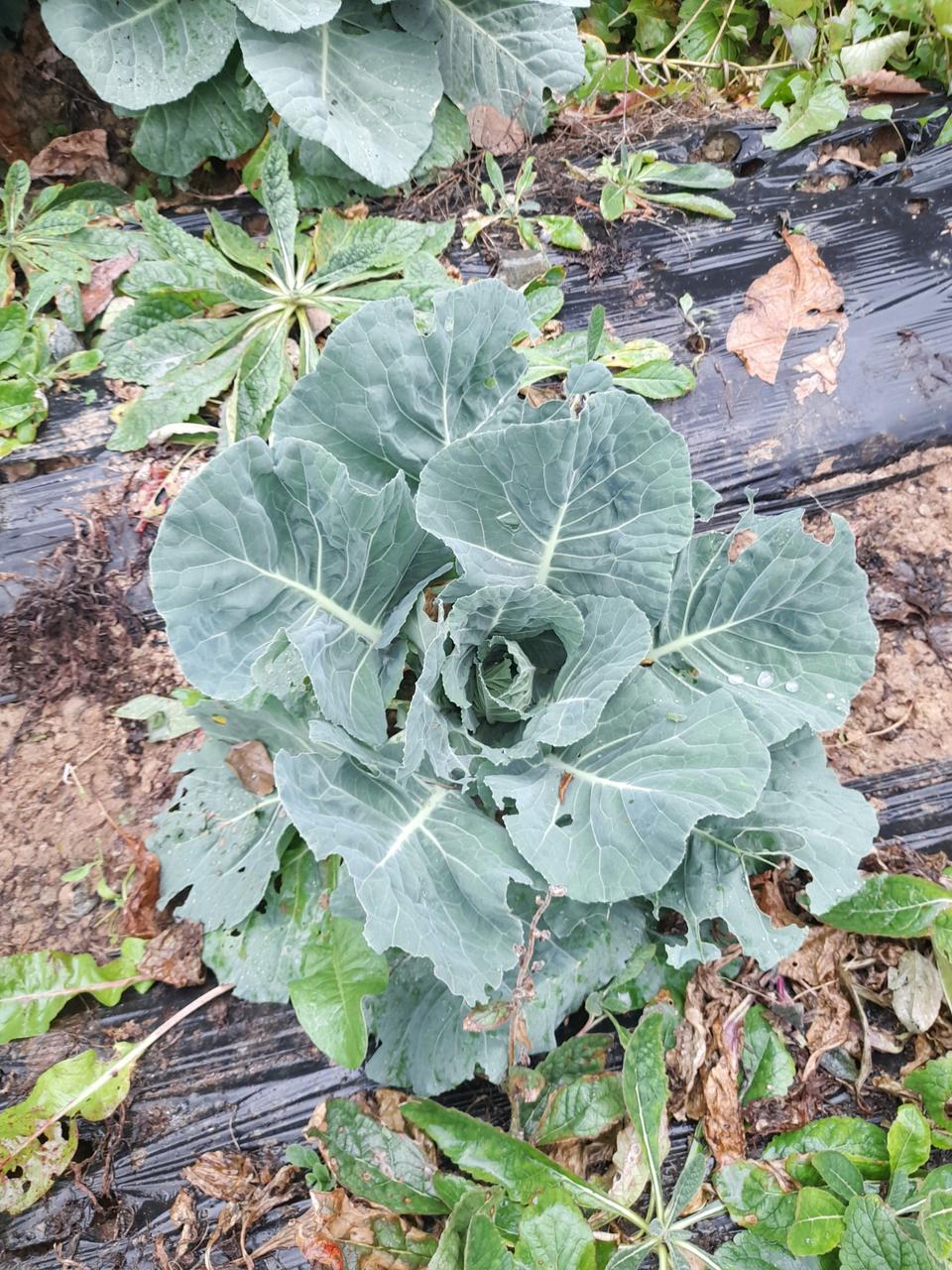 무농약 케일 010 3813 6275