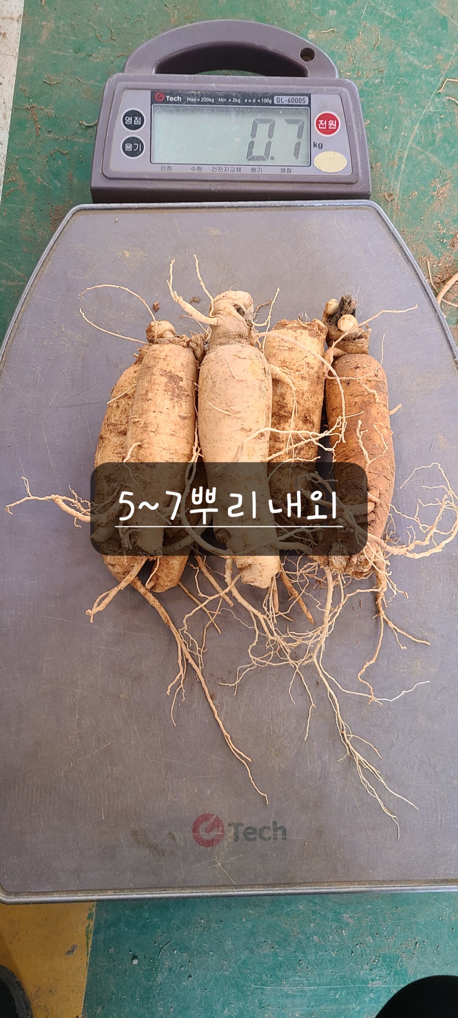 몸통인삼(6년근