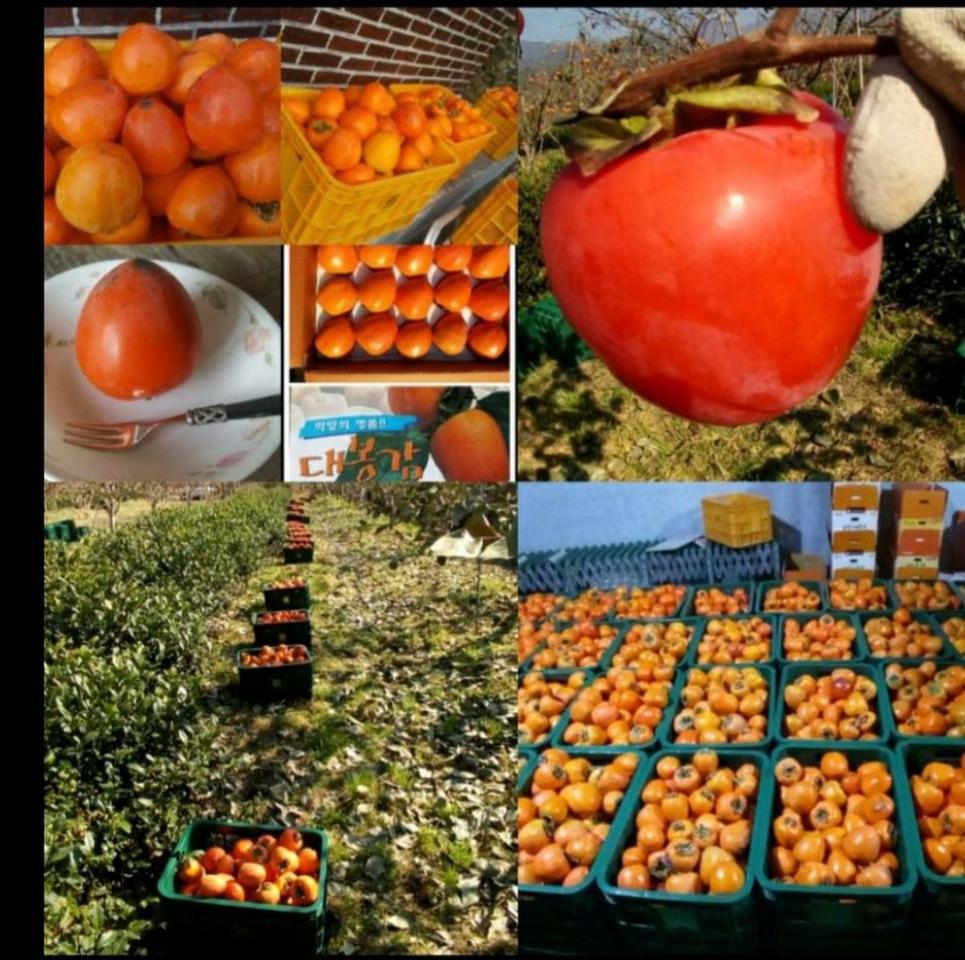 지리산 대봉감말랭이 판매 시작합니다^^(품절임박)