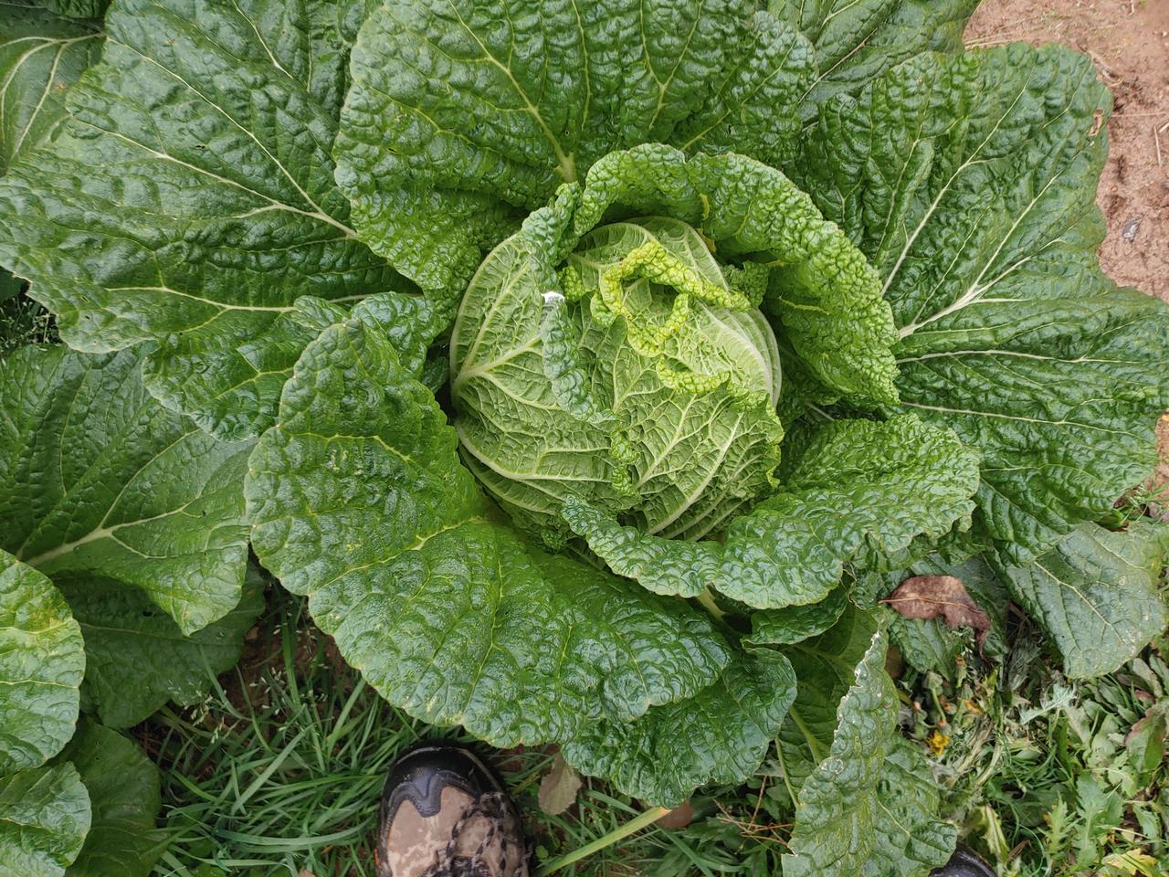 황금배추.무 판매합니다.