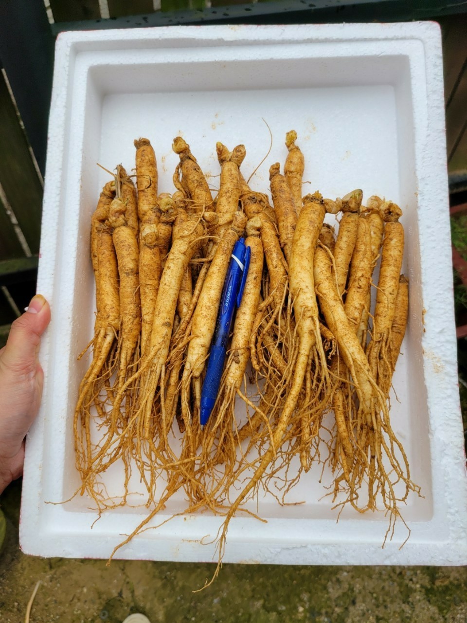 튀김용 삼계탕용 수삼 1채 [산지직송]