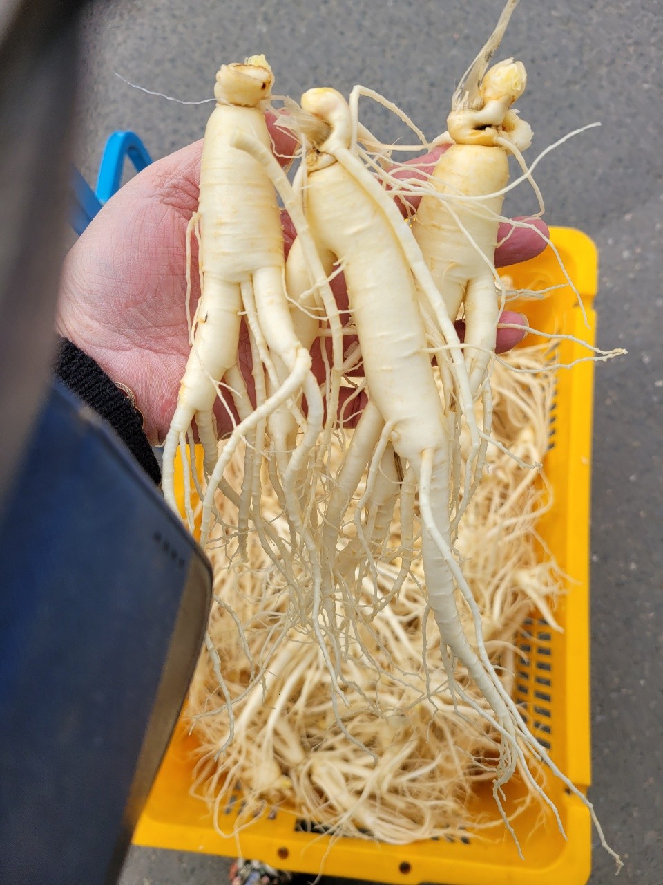 5년근 세척 파삼 1채 [산지직송]