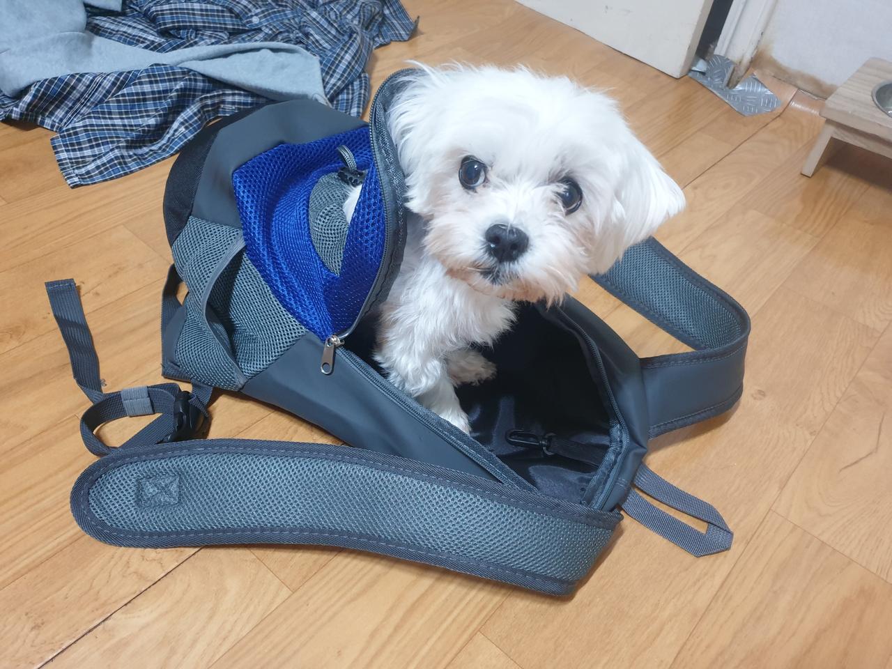 강아지 가방 백팩 말티즈 크기 사이즈
