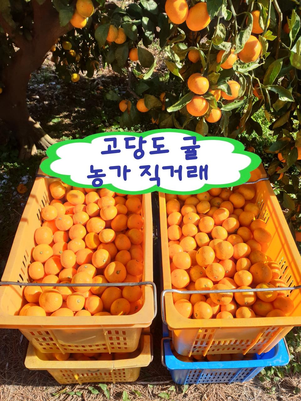 귤의 본가 서귀포 토평귤♡