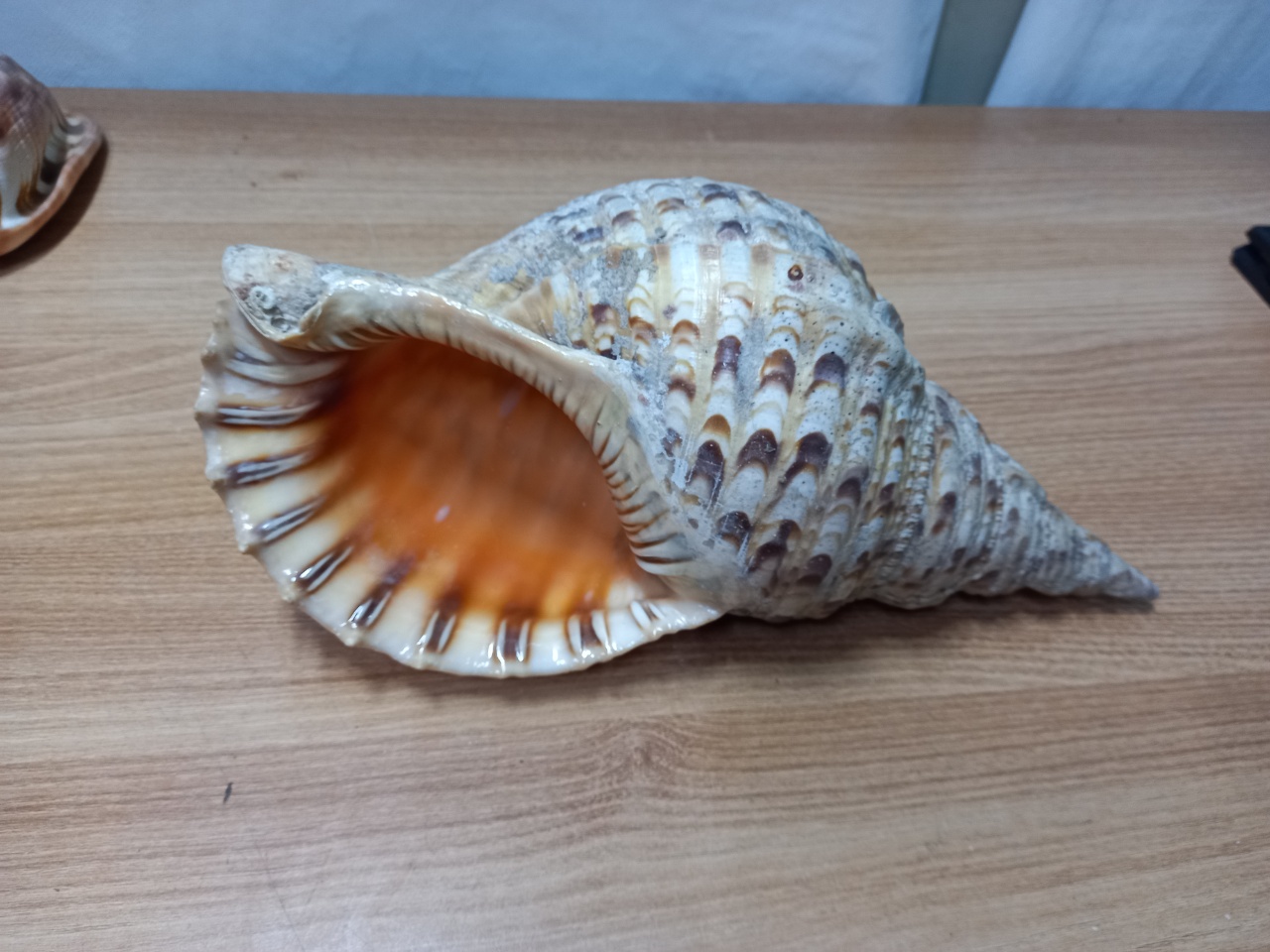 대왕소라장식품 1점