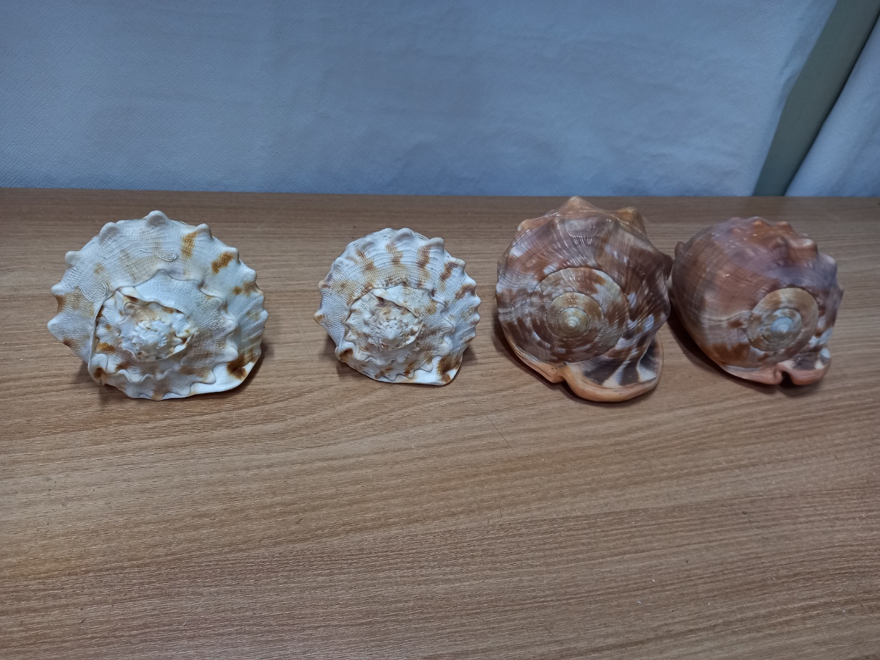 소라장식품 조개장식품 4점
