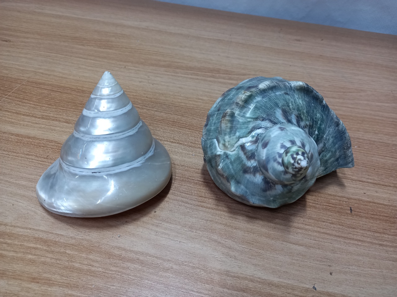 조개장식품 2점