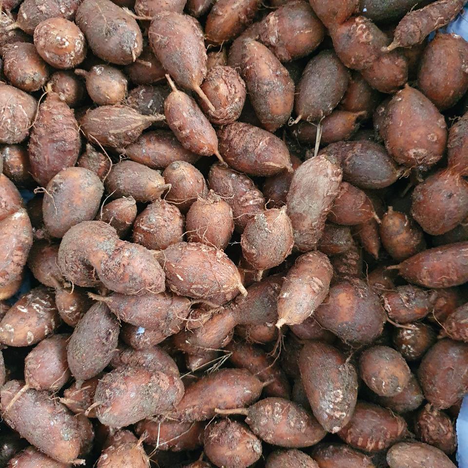 아피오스.인디언감자