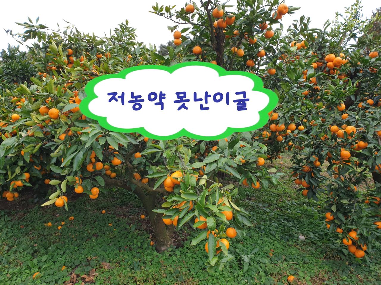 저농약 서귀포 못난이귤