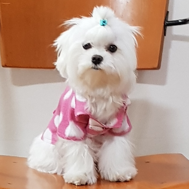 기모자켓식 T 셔츠