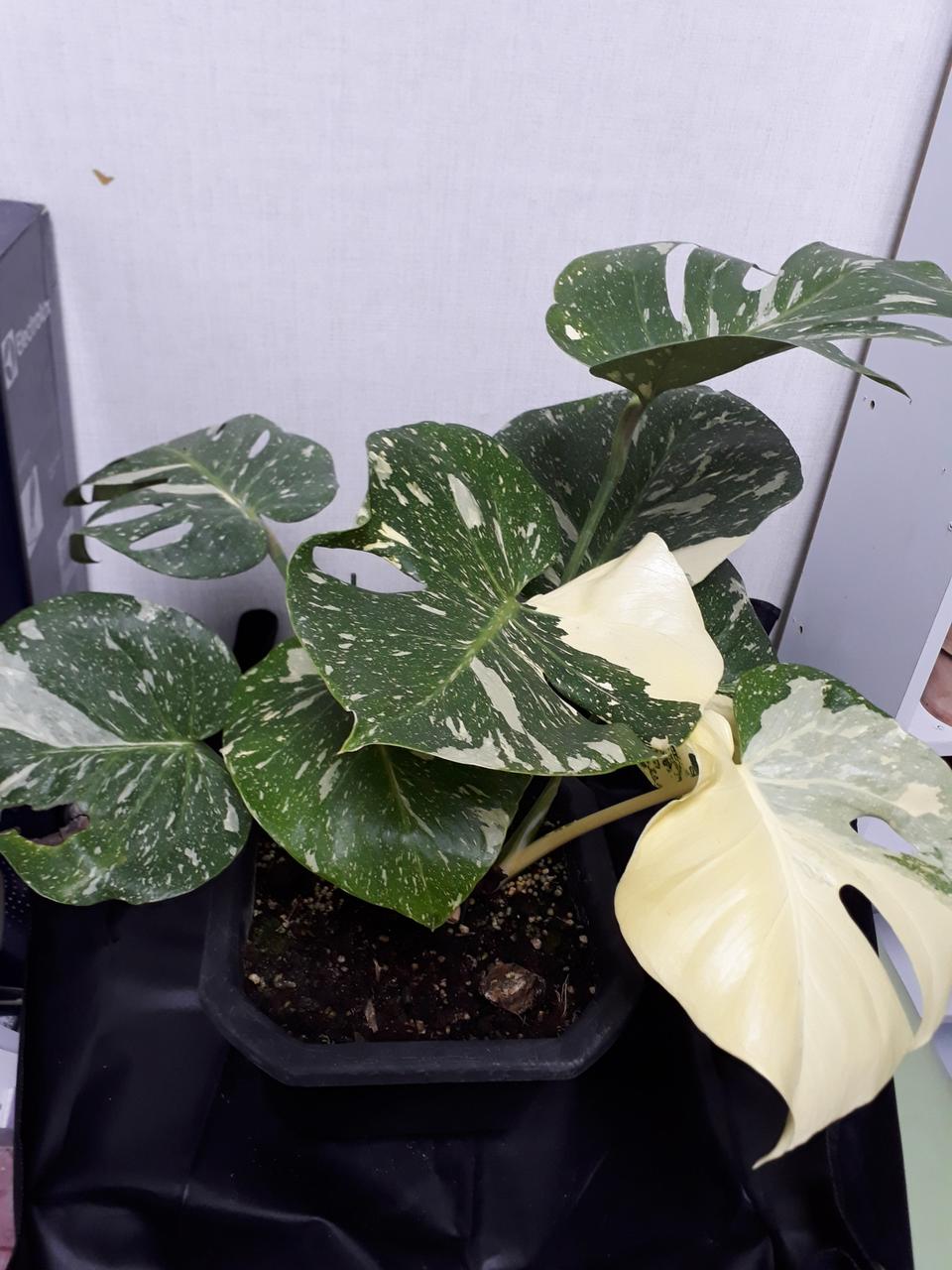 무늬몬스테라(대품)