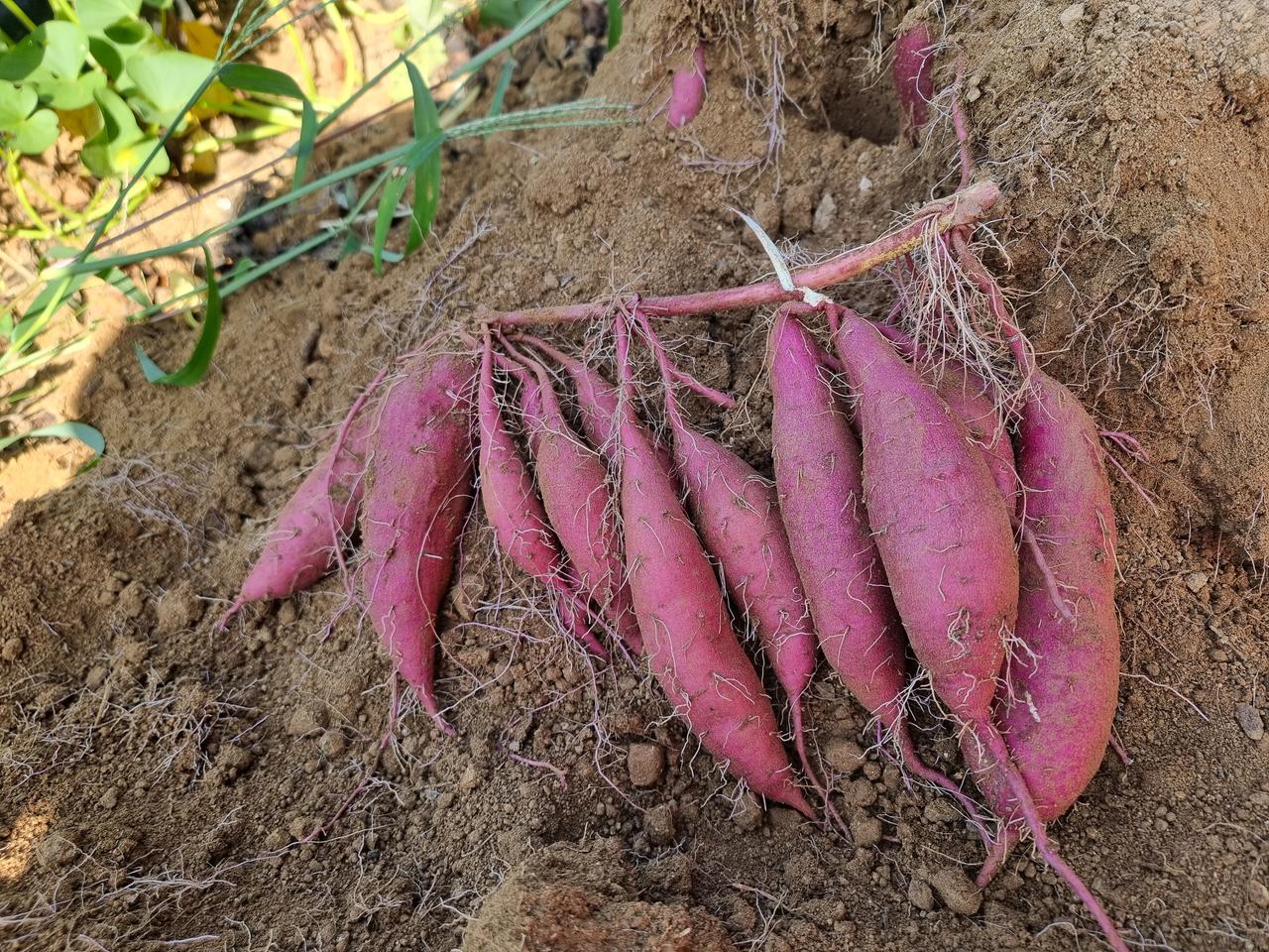 (무료배송, 10kg) 밤고구마 중~특상혼합(1번) 판매합니다.