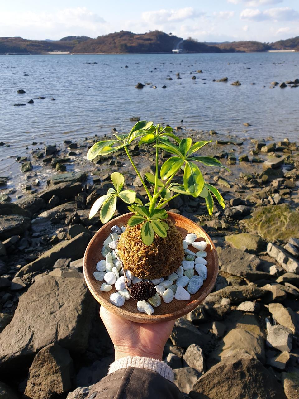 식물 홍콩야자 코케다마 행잉식물 행잉플랜트 반려식물