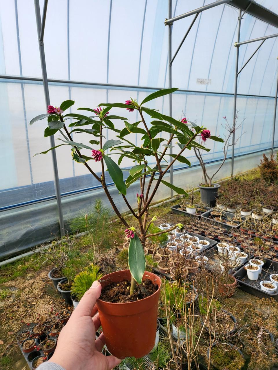 향기나는 천리향 나무