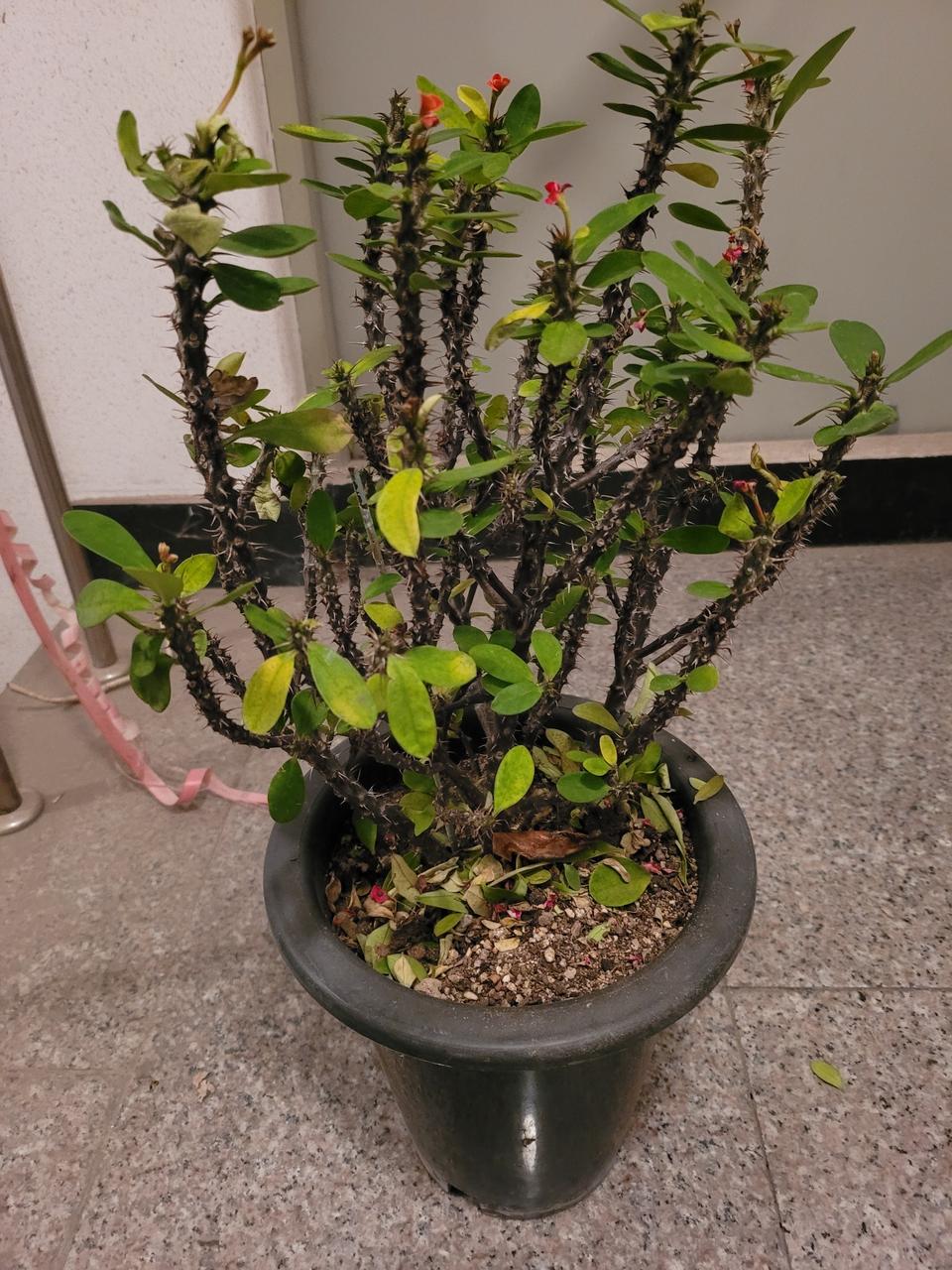 선인장 기린초 도자기컵