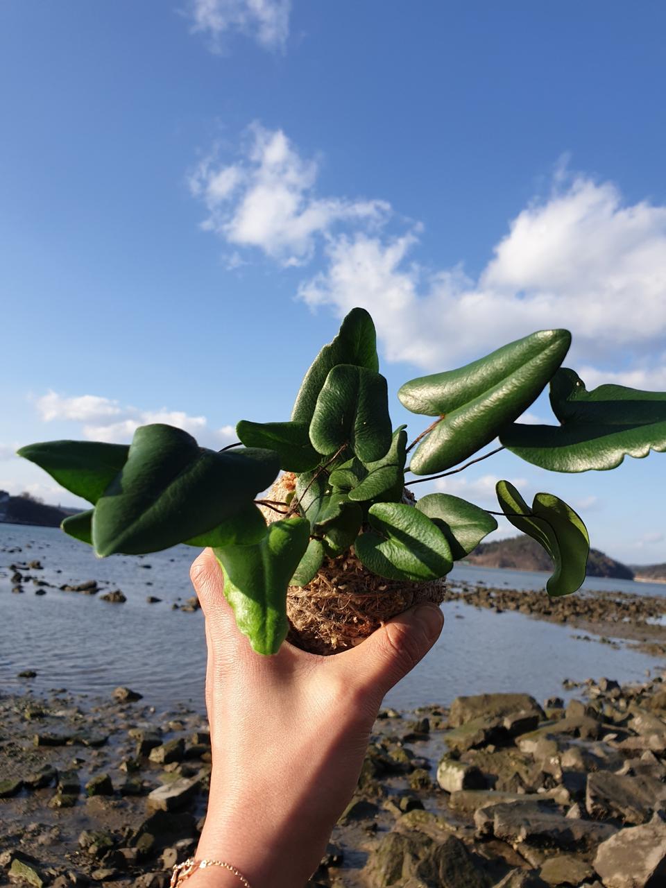 식물 하트펀 고사리 코케다마 행잉식물 행잉플랜트