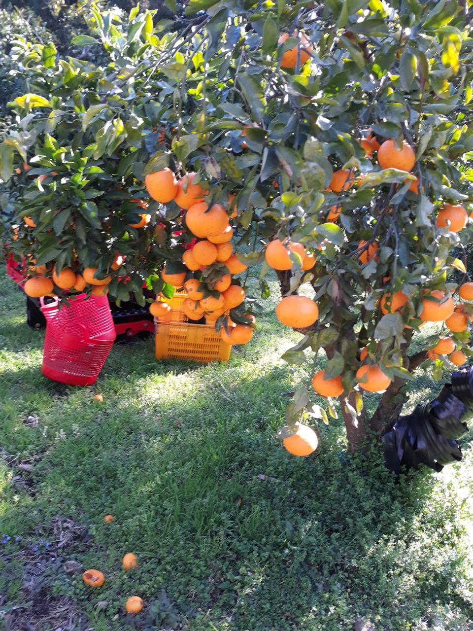 천혜향 사촌동생 성전귤 10키로