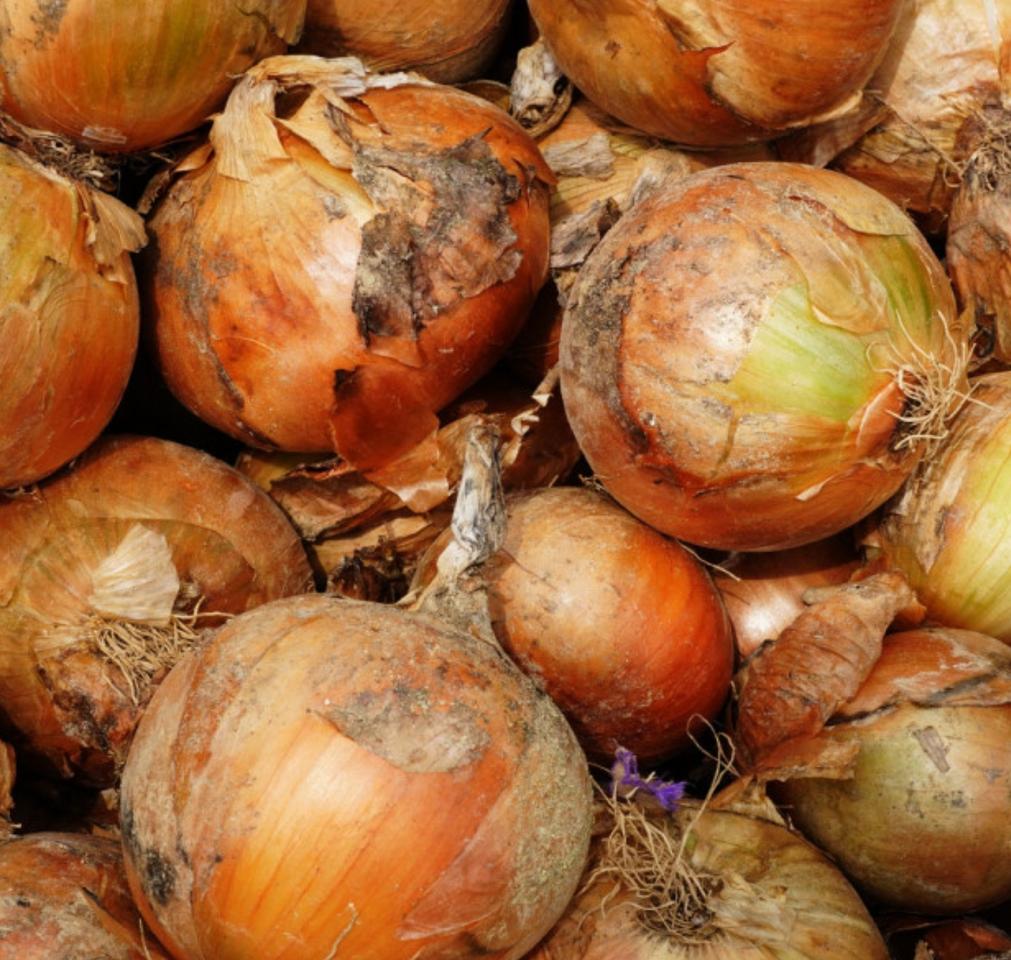 양파 10kg 12,000원