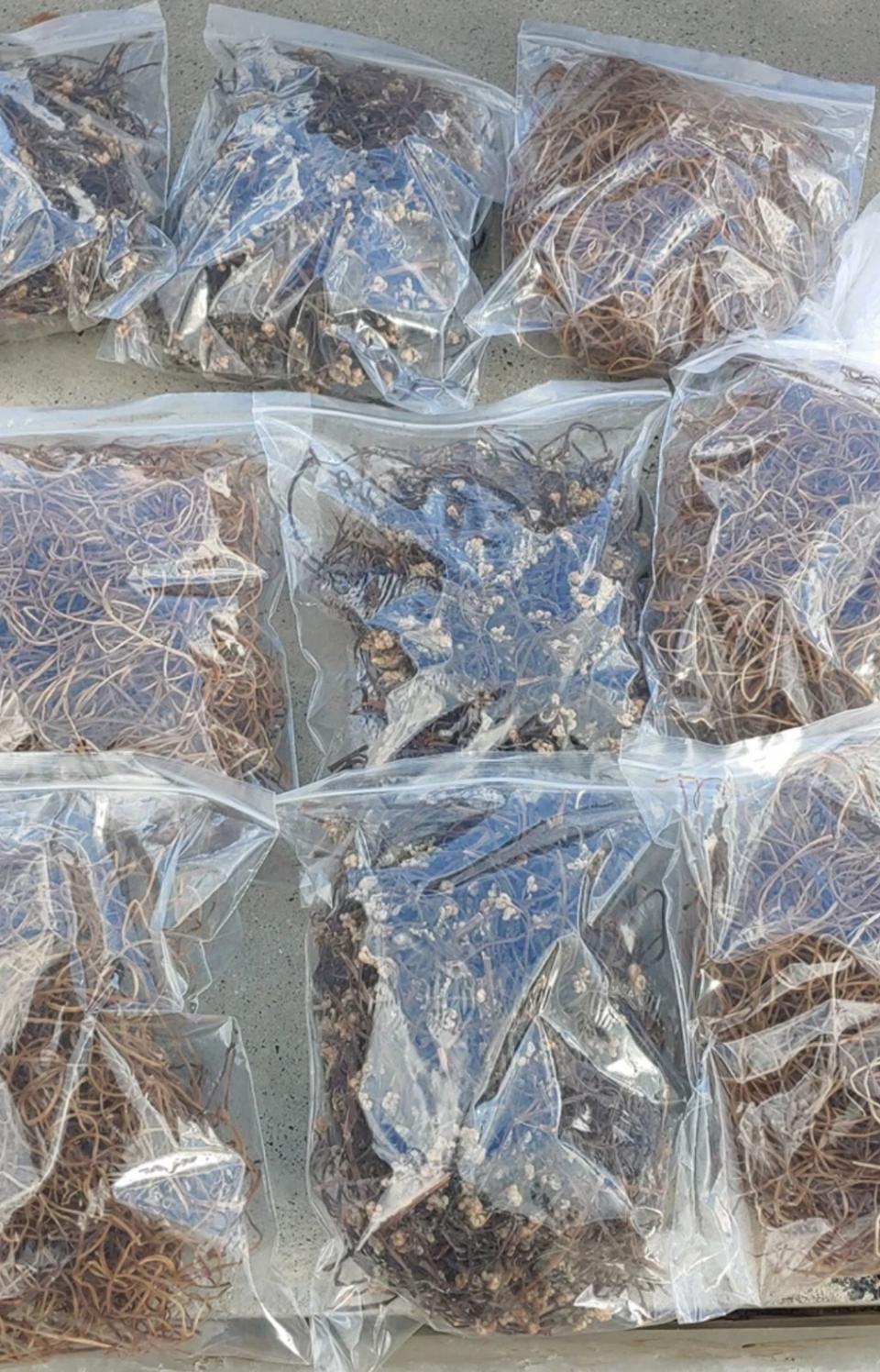 고사리.고구마줄거리.고춧잎.국산팥 등등팝니다