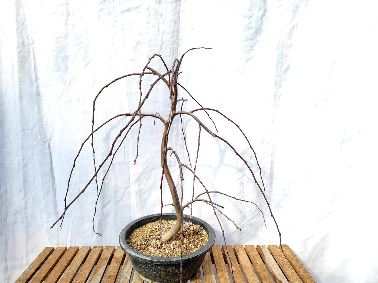 수양 사과 나무 분재