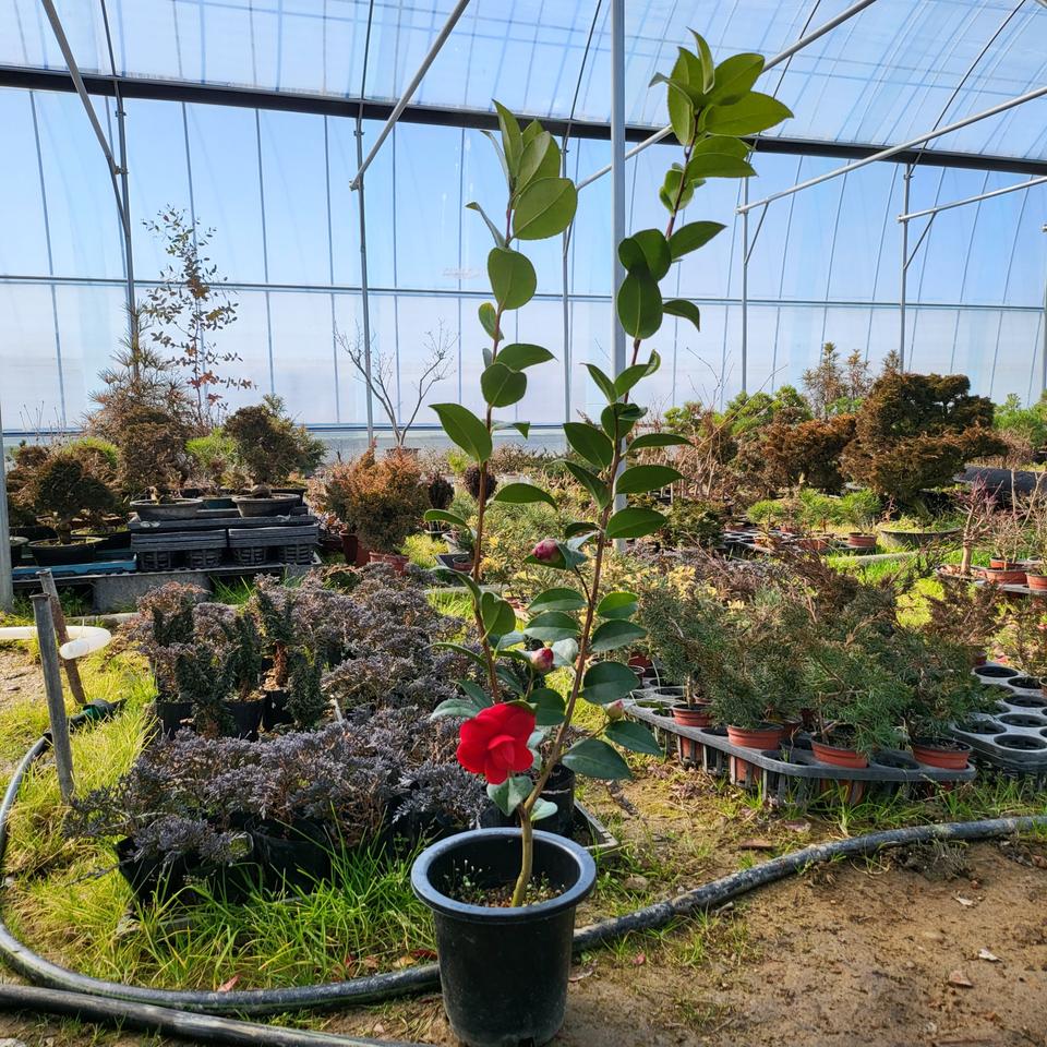 블랙로즈 동백 나무 화분