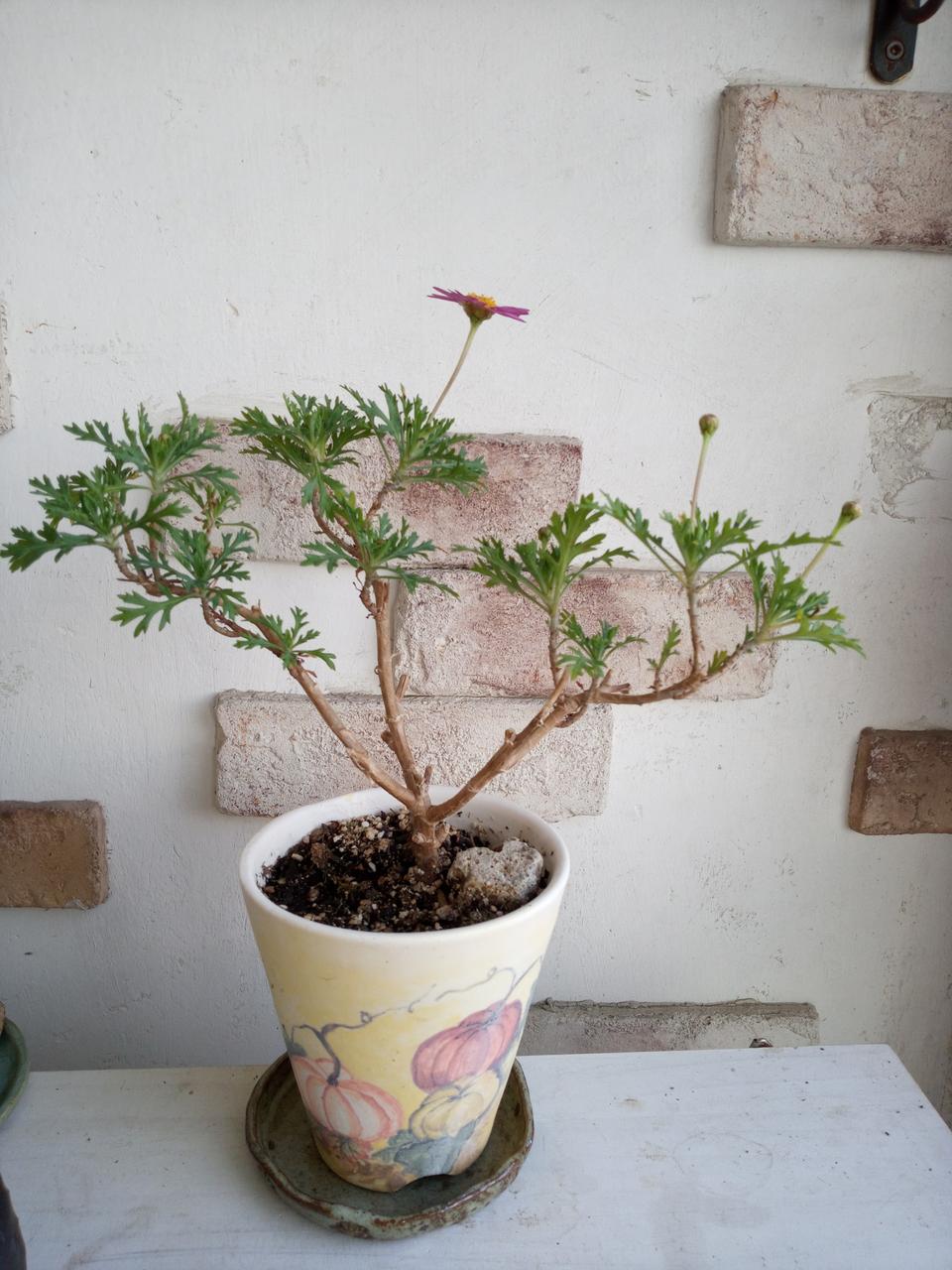 목마가렛과  수제화분