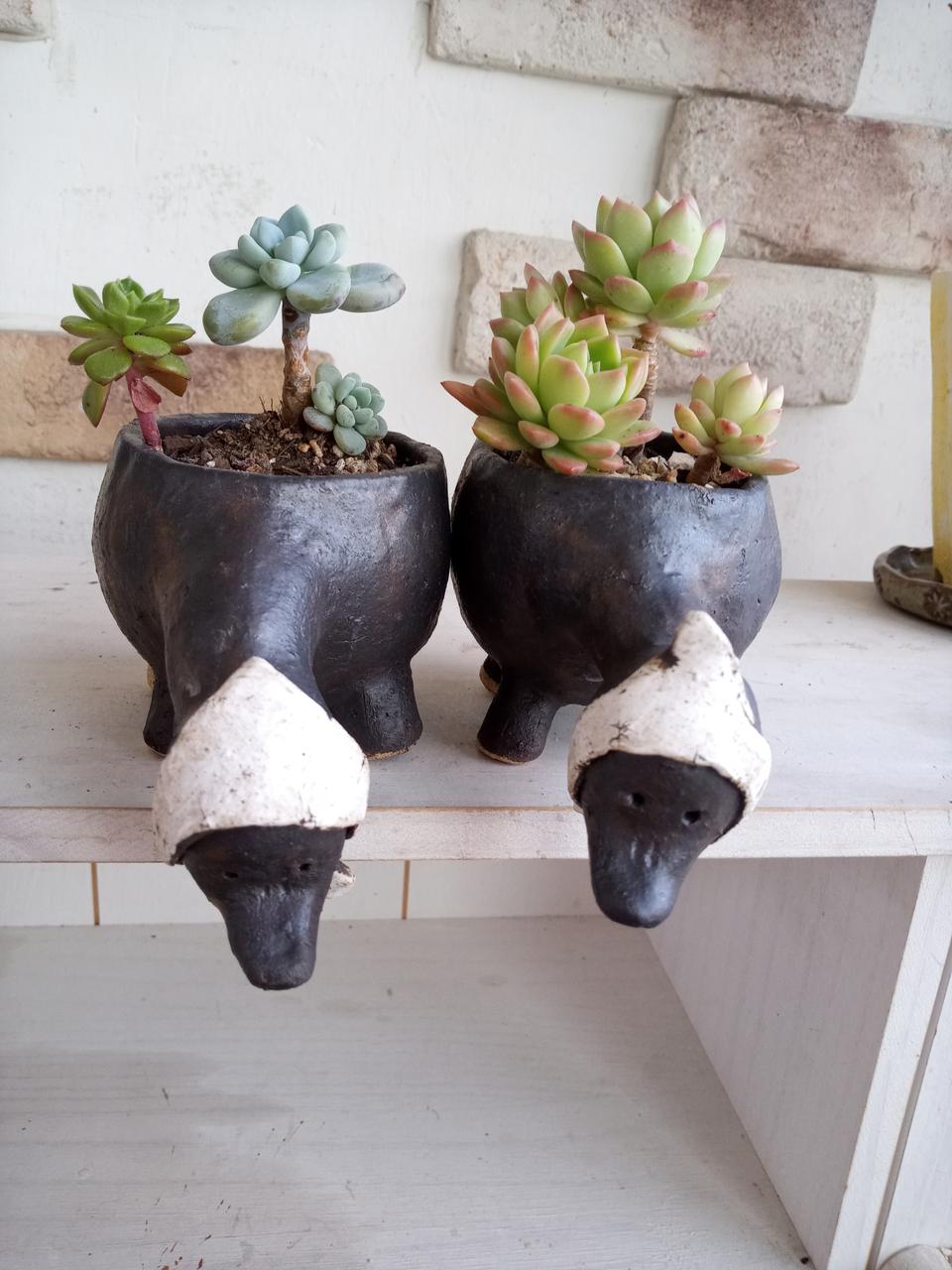 오리화분과 다육이 세트